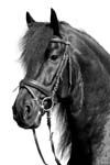 Img0271zwart wit
