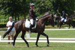 B paarden Wiedeman