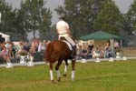 kur kittel en scandic002