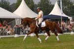 kur kittel en scandic007
