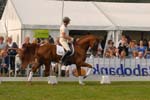 kur kittel en scandic019