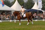 kur kittel en scandic020