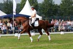 kur kittel en scandic028