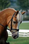 ZVS_6288 DSC_1532